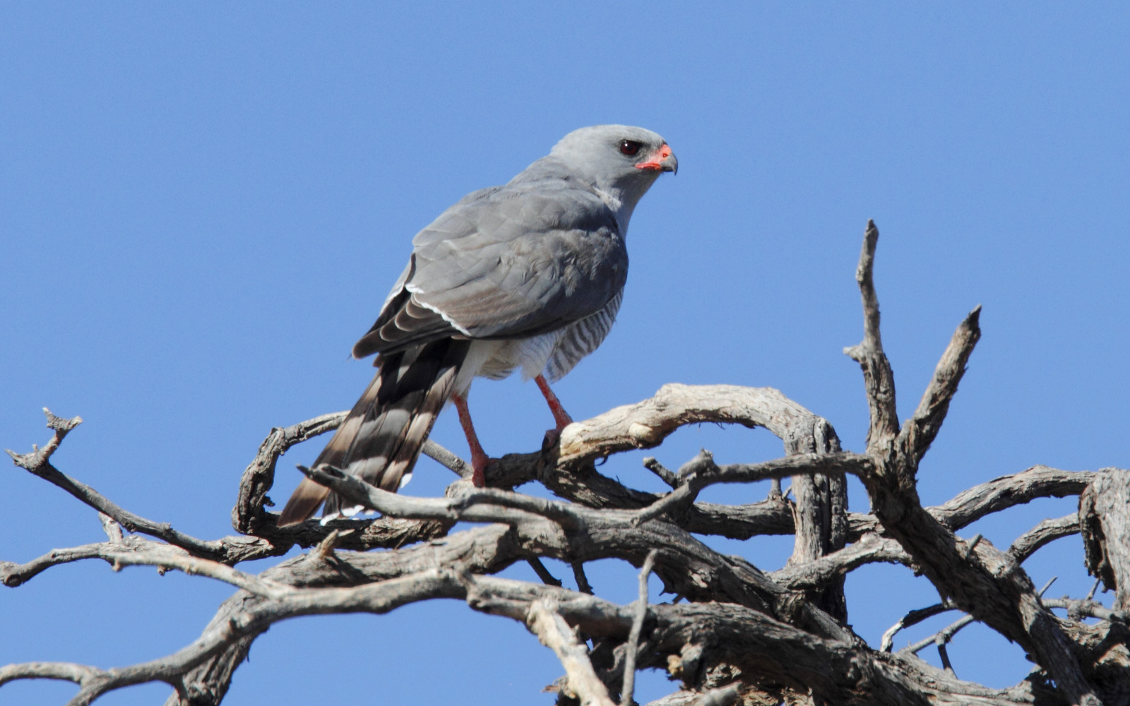 image Gabar Goshawk